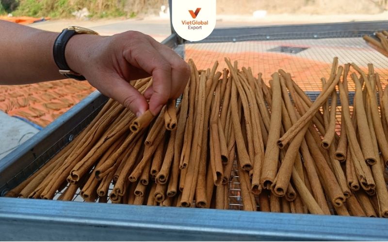 Stick cassia