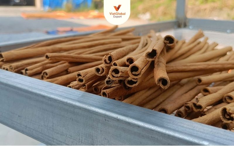 Stick cassia