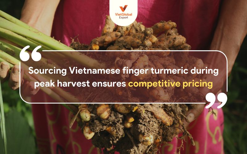 finger-turmeric-export