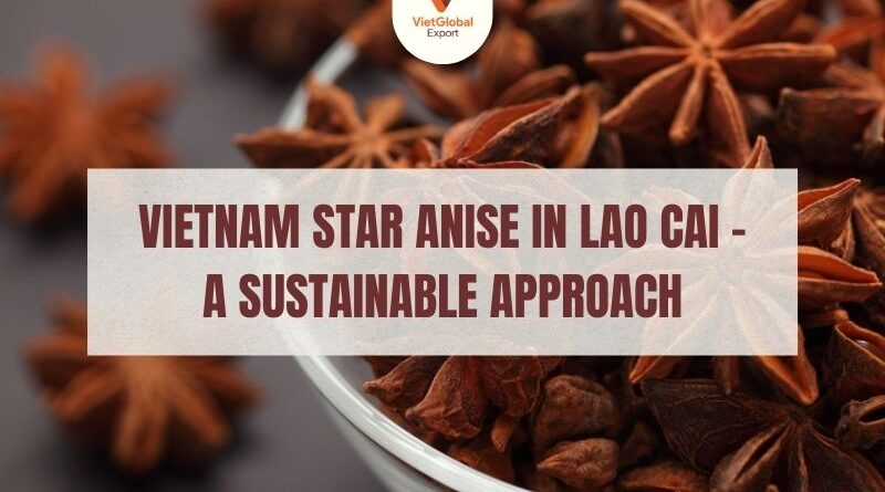 vietnam-star-anise