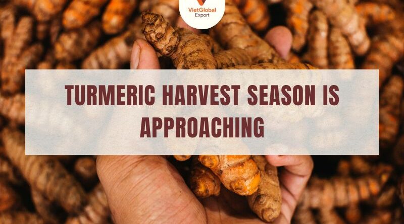 finger-turmeric-harvest