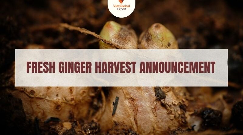 fresh-ginger-harvest