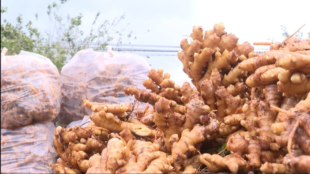 fresh-ginger