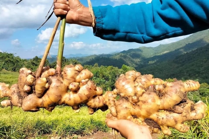 ginger-harvest