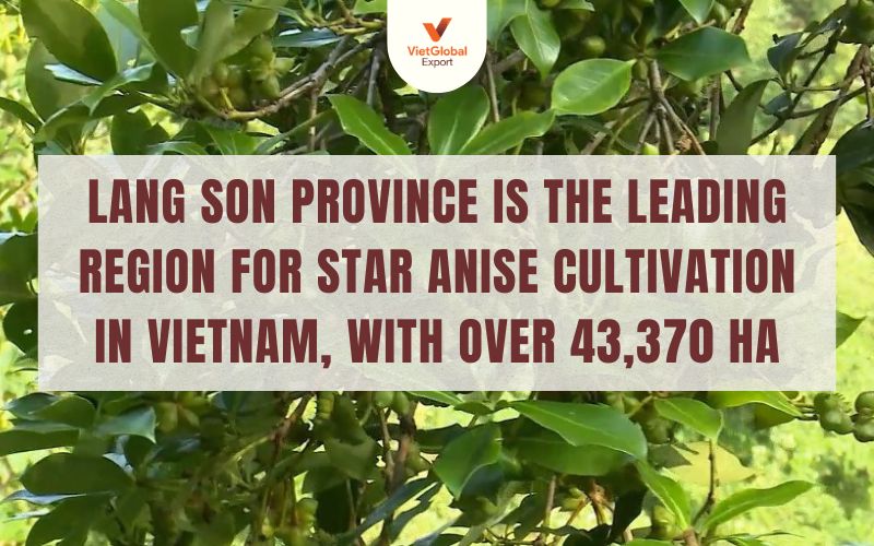 Lạng Sơn Province is the leading region for star anise cultivation in Vietnam
