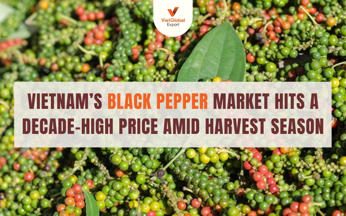 Black-Pepper-Harvest-Season-2025