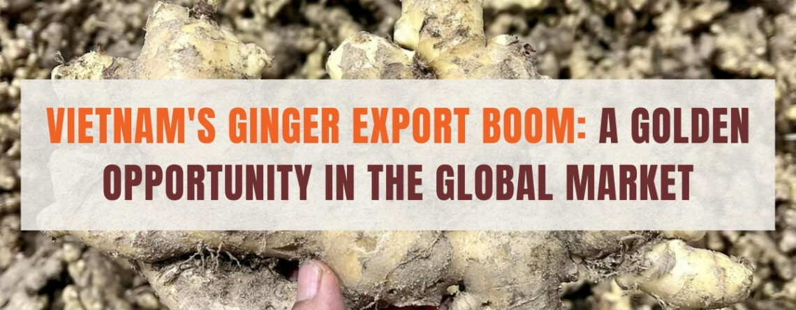 Vietnam's ginger export boom – rising global demand