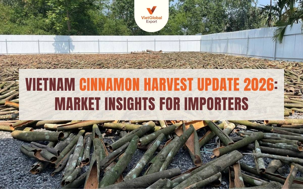 Vietnam cinnamon harvest in Lao Cai during the early Spring season