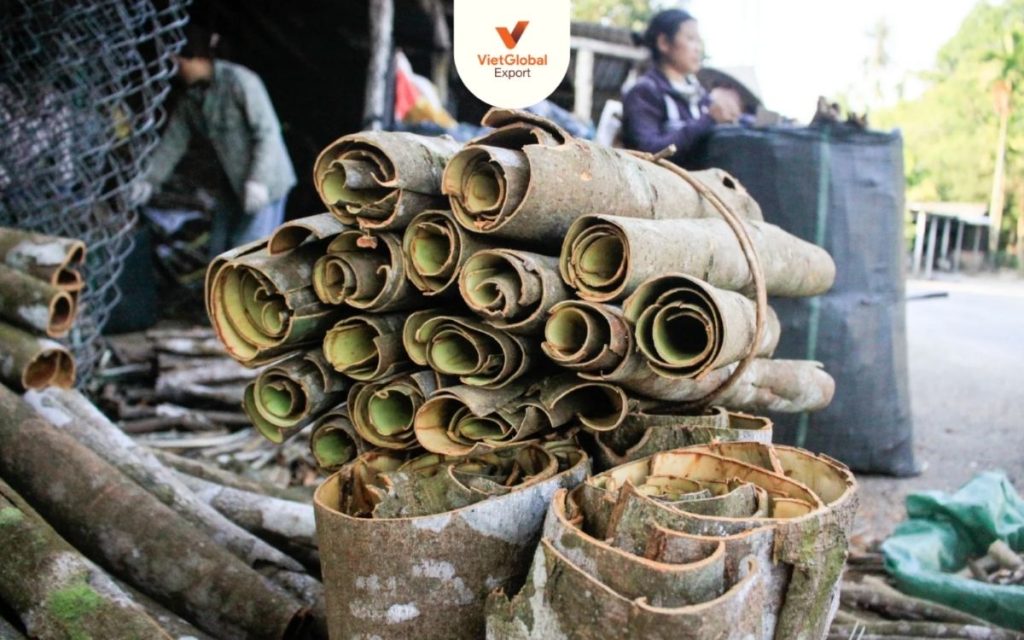 Farmers harvesting cinnamon bark across hillside plantations in Vietnam