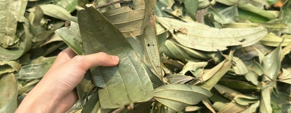 Cinnamon leaves vs tej patta