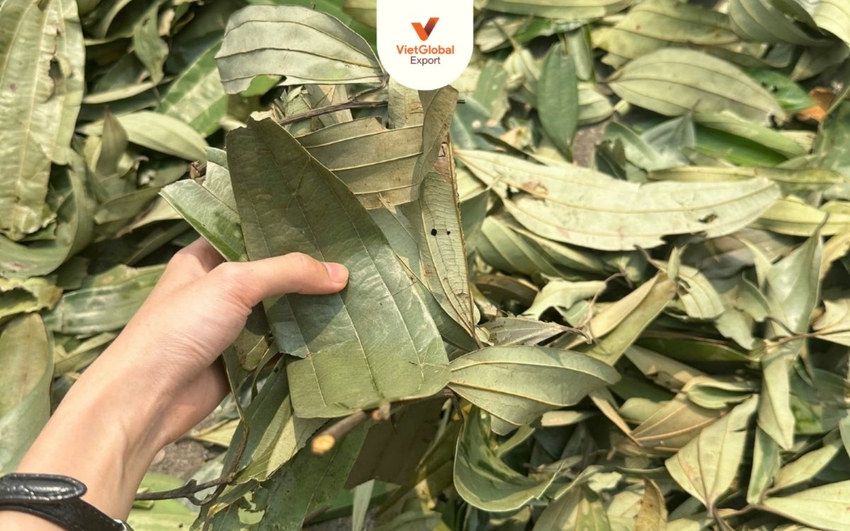 Cinnamon leaves vs tej patta