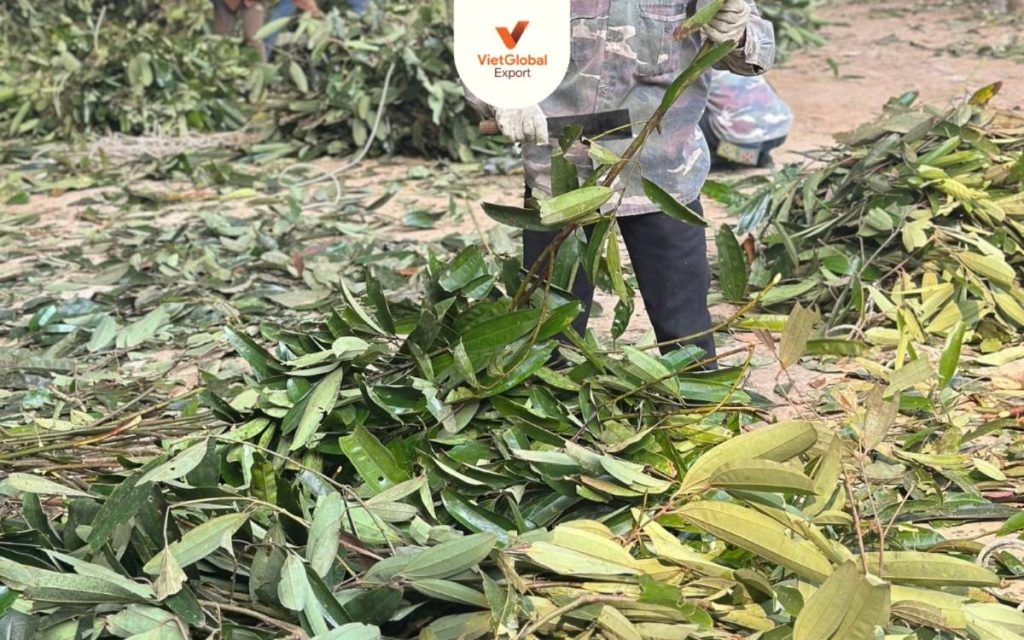 Vietnam cinnamon leaf